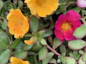 Purselane is a plant that can thrive in the heat and even during drought. John DeGroot photo