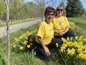 Rotary Club of Norfolk Sunrise members Mary Mercato, left, and Rudi Atkinson take pride in the work done along the Rotary Sunrise Trail. Since 2019, club members and supporters have planted 10,000 daffodil bulbs along the trail's Davis Street entrance in Simcoe. 	SIMCOE REFORMER