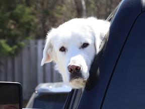Chester the dog hangs his head out of a truck window while waiting for his human to return from groceries in Lively, Ont. on Wednesday May 4, 2022. John Lappa/Sudbury Star/Postmedia Network