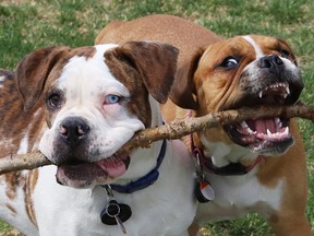 Axel and Cedar share a stick while playing at Queen's Athletic Field in Sudbury, Ont. on Thursday May 12, 2022. John Lappa/Sudbury Star/Postmedia Network