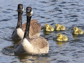 A gaggle of goslings keep close to each other and their parents while skimming across the water at Ramsey Lake in Sudbury, Ont. on Tuesday May 17, 2022. John Lappa/Sudbury Star/Postmedia Network