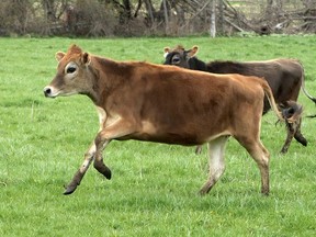 Supernova 'frolics in the field' Thursday at Meadow Lynn Farms. CHRIS ABBOTT