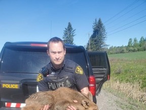 A calf moose was struck by a tractor trailer. OPP delivered the animal to a wildlife sanctuary.