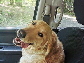Kaylee, a golden retriever who was missing in the Peninsula area, was reunited with her elderly owners Friday afternoon. Kaylee was found dirty and hungry but in great spirits.