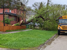 Wind gusts were registered in the 100 km/hr range at Southport during the final storm of May. Dozens of trees fell around Portage la Prairie. (Aaron Wilgosh/Postmedia)
