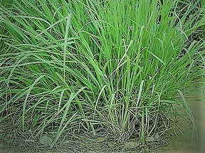 Ornamental Lemon Grass is noted for repelling or driving off mosquitoes. (Ted Meseyton)