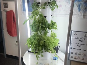 Students are growing tobacco plants in an aquaponic tower garden before learning about the curing process as they learn about the significance of the plants to Indigenous cultures. The EIPS project earned the 2021 Governor General’s History Award for Excellence in Teaching. Photo supplied