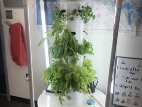 Students are growing tobacco plants in an aquaponic tower garden before learning about the curing process as they learn about the significance of the plants to Indigenous cultures. The EIPS project earned the 2021 Governor General’s History Award for Excellence in Teaching. Photo supplied