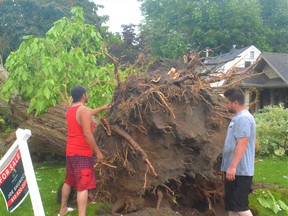 Justin Snider, right, and housemate Brandon Vega inspect the massive roots of their front yard tree that was ripped from the ground by a violent storm that struck their 192 Dufferin St. home in Belleville Thursday. DEREK BALDWIN