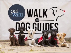 The Pet Valu Walk for Dog Guides in Sudbury goes this Sunday (June 26) at Delki Dozzi.