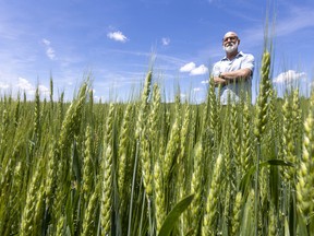 Tom Martin, who farms winter wheat, corn and beans just east of the 800-acre piece of land the city of St. Thomas is assembling for a possible auto parts plant, is frustrated the farmland is being used for industrial land. Martin fears the large factory will impact nearby farms as other industries move into the area. Mike Hensen/Postmedia