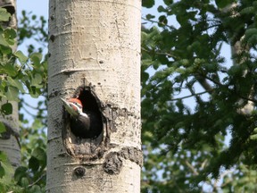 This young pileated woodpecker, the last of three siblings, looks out on the new summer world from its family nest in the tall trunk of a trembling aspen.

Photo by Phil Burke