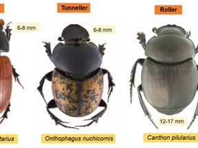 Did you know there are dung beetles in Manitoba? (supplied photo)