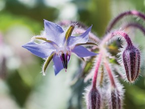 Get to know this flower that welcomes bees. Borage, also commonly known as star flower is a great flowering plant for honey producers to consider. (West Coast Seeds)