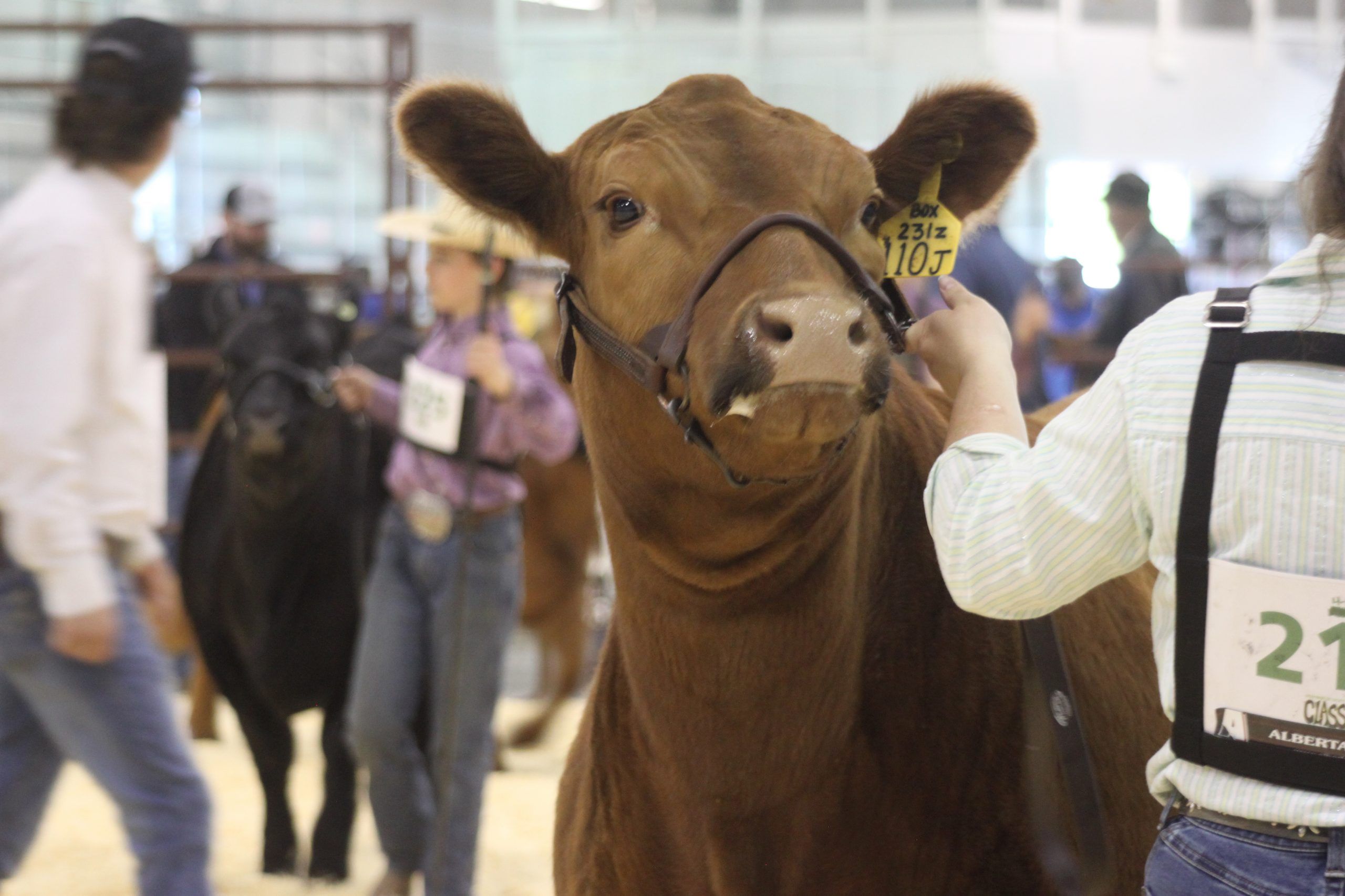 JAS Classic Cattle Show largest on record Sherwood Park News