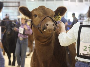 The JAS Classic Cattle Show had to take a year off in 2020 due to the pandemic and had a limited show in June 2021, as there were still restrictions in place. Travis Dosser/News Staff