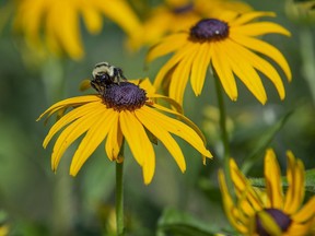A bumble bee gathers nectar from a brown eyed susan flower in the Thames Park community garden in London. (Derek Ruttan/The London Free Press)