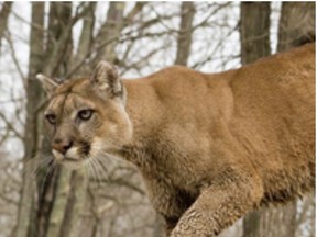 A cougar pictured on the Ministry of Natural Resources webpage.