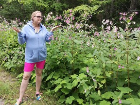 Abby Obenchain with Himalayan balsam, pretty but...