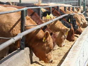 Cattle are seen in a feedlot in this Postmedia file photo.