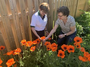 Nancy Lee-Colibaba (left), of Grand Erie Master Gardeners, chats about the poppies growing in the Brantford garden of Joy Dunning, which is one of seven that will be featured during the gardening group's tour that returns on June 26 after a two-year COVID-19 pandemic hiatus.