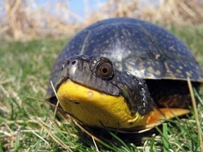 The Blanding's turtle is among the species found in the Long Point Biosphere Region. Submitted