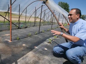 Father Luis Martinez from St. John's Anglican Church in Port Rowan shows some of the vegetable plants being grown in a portable greenhouse to support migrant workers and food banks. CHRIS ABBOTT