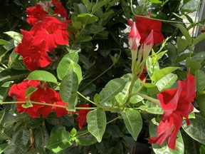 Mandevilles want to climb and are best planted at the base of an obelisk, arbour or trellis, says gardening expert John DeGroot. John DeGroot photo
