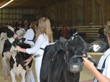 Participants of the 4-H Showmanship at the Maxville Fair on Saturday June 18, 2022 in Maxville, Ont. Shawna O'Neill/Cornwall Standard-Freeholder/Postmedia Network