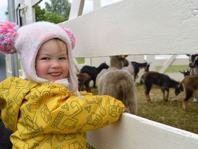 Isabella Landolt excitedly petting the animals of the petting zoo at the Maxville Fair on Saturday June 18, 2022 in Maxville, Ont. Shawna O'Neill/Cornwall Standard-Freeholder/Postmedia Network