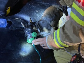 A London firefighter administers oxygen to a dog rescued from a house fire on 35 Tennyson St. The dog, Parker, was taken to a veterinarian. (London Fire Department photo)