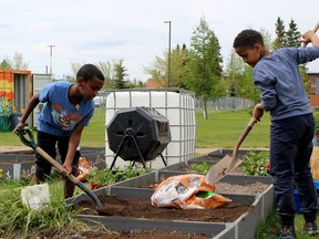 Students tend to the community gardens at Dr. K. A. Clark Public School in Fort McMurray on June 2, 2022. Laura Beamish/Fort McMurray Today/Postmedia Network