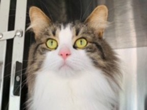 Hans Solo is hoping to be adopted into a new fur-ever home. The Ontario SPCA Renfrew County Animal Shelter has reached max CAT-pacity and meow is the time to adopt if you're looking for a feline.