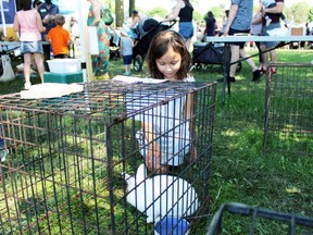 Jett Roundell, 7, from Sarnia checks out a rabbit during Kids Funfest at Clearwater Park on Saturday, June 11, 2022 in Sarnia, Ont.  Terry Bridge/Sarnia Observer/Postmedia Network