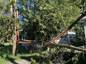 A tree split and blocked a driveway on South Drive in Simcoe due to Thursday night's severe thunderstorm. SIMCOE REFORMER PHOTO