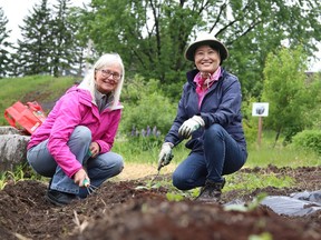 Paula Worton, left, and Yanghee Ki tend to a section of the Delki Dozzi global garden in Sudbury, Ont. on Tuesday June 7, 2022. John Lappa/Sudbury Star/Postmedia Network