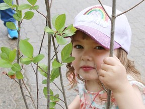 Two-year-old Eleanor Dyczkowsky peers through a black chokecherry tree at The Sudbury Summer Market on the grounds of Science North in Sudbury, Ont. on Thursday June 9, 2022. The market hours at 2 p.m. to 6 p.m. on Thursday, and 9 a.m. to 2 p.m. at the market location on Elgin Street across from the arena. John Lappa/Sudbury Star/Postmedia Network