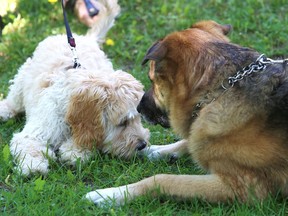Archie and Odin meet snout to snout during an encounter at Bell Park in Sudbury, Ont. on Tuesday June 14, 2022. John Lappa/Sudbury Star/Postmedia Network