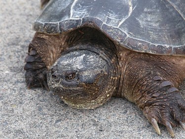 A snapping turtle rests on a sidewalk after being rescued near a highway in Naughton, Ont. on Thursday June 16, 2022. John Lappa/Sudbury Star/Postmedia Network