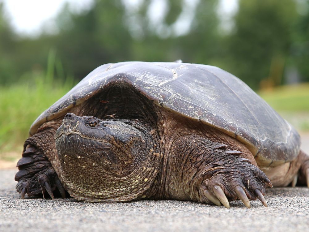 Photos: Naughton turtle rescue | Sudbury Star