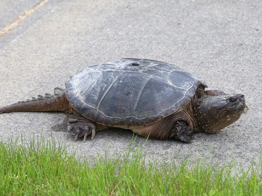 A snapping turtle rests on a sidewalk after being rescued near a highway in Naughton, Ont. on Thursday June 16, 2022. John Lappa/Sudbury Star/Postmedia Network