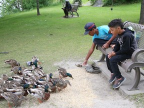 Kyngston Lawrence, 13, back, and his brother, Jaxson, 9, feed a friendly chipmunk and ducks at Bell Park in Sudbury, Ont. on Monday June 20, 2022. John Lappa/Sudbury Star/Postmedia Network