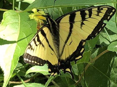 An eastern tiger swallowtail butterfly checks out flowers in the Estaire area recently.