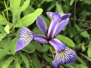 A wild iris was in fill bloom on the shore of a lake in the Estaire area last weekend.