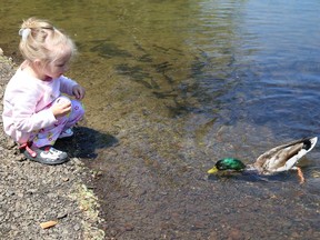 Lilah Querat, 5, feeds a duck at the pond at the Delki Dozzi track in Sudbury, Ont. on Tuesday June 28, 2022. John Lappa/Sudbury Star/Postmedia Network