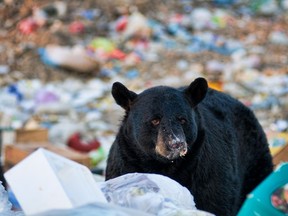Black bear at a garbage dump.

Getty Images