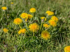 Dandelions are deceptive little darlings with their endearing spikey yellow heads but like other weeds, they will hog soil nutrients and moisture and have deep roots that make them more challenging to get rid of.

Getty Images