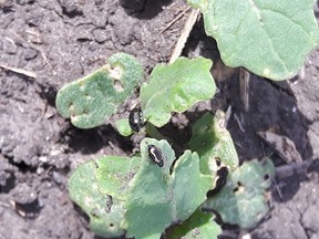 Flea beetles. Photo submitted / Jay Whetter