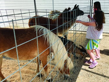 A petting zoo was set up Saturday afternoon behind the Vulcan District Arena, where the Spock Days Family Fun Fair took place.