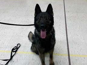 Taz, the newest Woodstock police dog, is shown here during a recent school visit.
